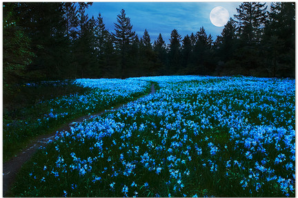 Camas_lilies_in_moonlight