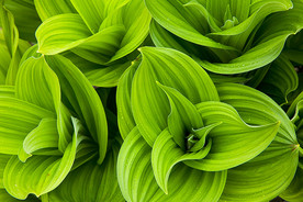 False_hellebore