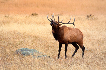 Img_3857_elk_bugling