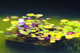 Lillies_in_japenese_garden