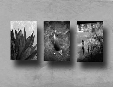 Zen_feather_3_bw_layout_72p